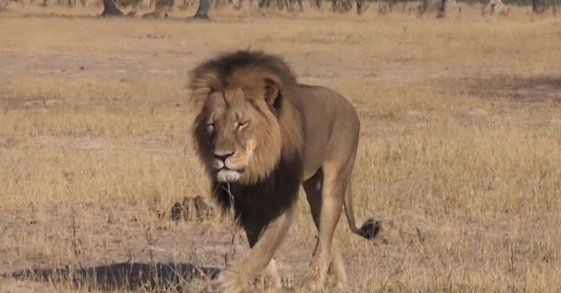 cecil-lion-file-footage-facebookJumbo
